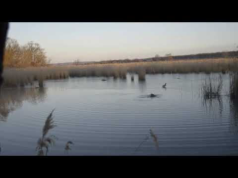 Видео: Вызаривание. Почему молчит подсадная утка?