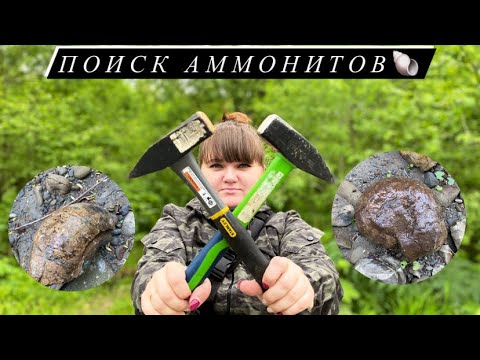 Видео: Нашли Древние Окаменелости | АММОНИТЫ | Сахалин