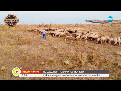 Видео: Последният овчар на морето: Как се гледат животни на метри от плажа - Събуди се...(14.09.2024)