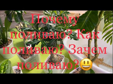 Видео: Почему поливаю ? Как поливаю ? Зачем поливаю ?😃#адениум #лечуза#орхидеи