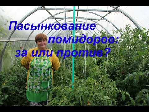 Видео: Пасынкование томатов: за или против?/Growing tomatoes.