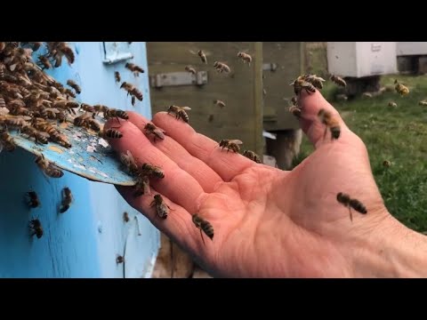 Видео: Жизнь пчел в улье | Макросъемка