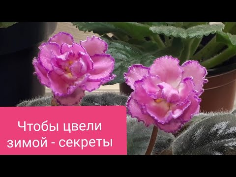 Видео: Фиалки будут цвести всю зиму!!! Мои секреты)🌺🌺🌺🌺🌺