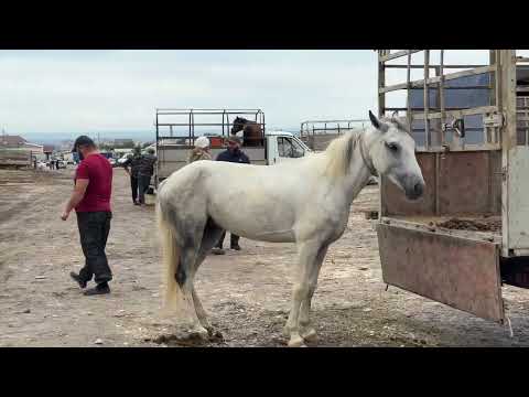 Видео: Скотный рынок в Хасавюрте