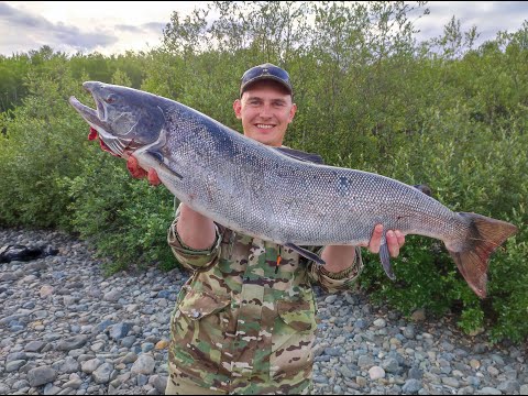 Видео: БЕШЕНЫЙ КЛЕВ ГОРБУШИ!!! Рыбалка на горбушу на Кольском полуострове на блесну вертушку.