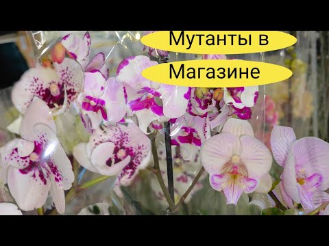 Видео: Удивилась, ЧТО за КРАСОТА😍 Много мутантов на ОРХИДЕЙ в LEROY MERLIN