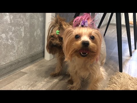 Видео: КАК ПОДГОТОВИТЬ ЙОРКА К ВЯЗКЕ? ❤️вязка в 3 этапа |процесс|вес собак|кесарево| все нюансы!