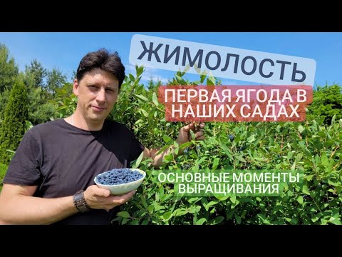 Видео: Жимолость - самая первая ягода в саду. Основные моменты выращивания.