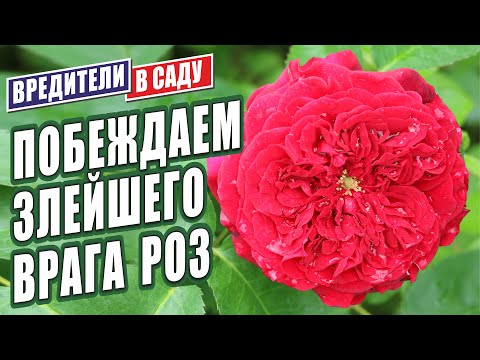 Видео: ПОБЕЖДАЕМ ЗЛЕЙШЕГО ВРАГА РОЗ.  ЭФФЕКТИВНАЯ БОРЬБА С ВРЕДИТЕЛЯМИ В САДУ.