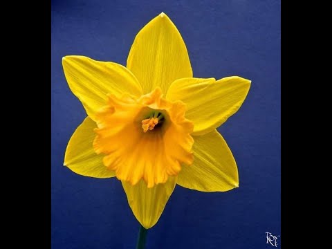 Видео: 🌼Рубрика"Взаимопомощ" - Как да отмъстите на нарциса? - 20 способа/преводна лекция на Анна Богинская/