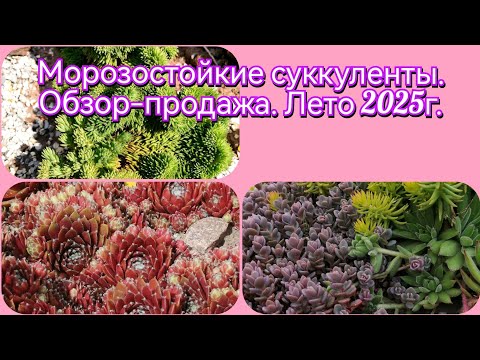Видео: ❤️🧡💚Морозостойкие суккуленты. Обзор-продажа. Лето 2025г. 💚🧡❤️