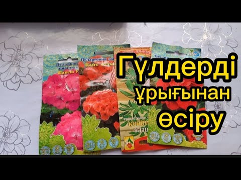 Видео: ГЕРАН ШЕФФЛЕРА БЕГОНИЯ гүлденын ұрығынан өсіру...#гул #гүлдер #гүл #пеларгония