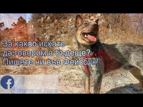 Видео: Как да науча кучето на "остави"