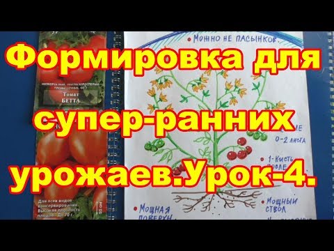 Видео: урок-4. Штамбовые томаты выручат всегда!