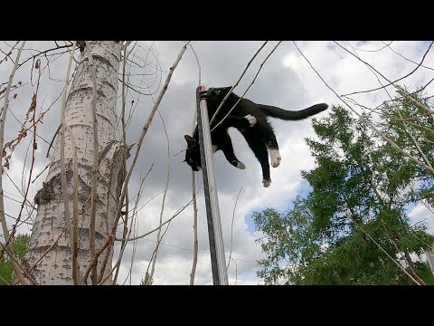 Видео: Бося.. молодой озорник