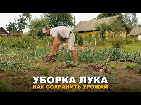 Видео: НЕВИДАННЫЙ УРОЖАЙ ЛУКА. Как убирать и хранить урожай лука.