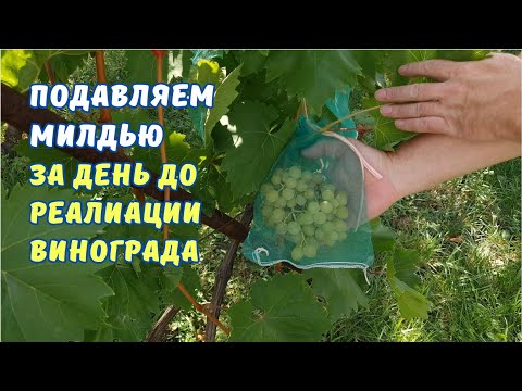 Видео: СРОЧНО останавливаем вспышку милдью и оидиумна винограднике.