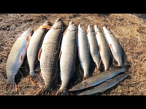 Видео: рыбалка на кривду