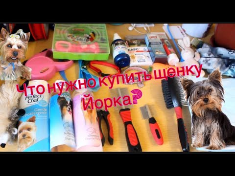 Видео: Что купить щенку Йорка? Появление щенка в доме,первые покупки