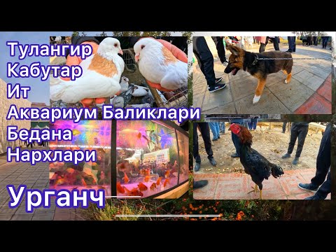 Видео: Тулангир,Кабутар,Ит,Аквариум баликлари,Бедана,нархлари Урганч бозори