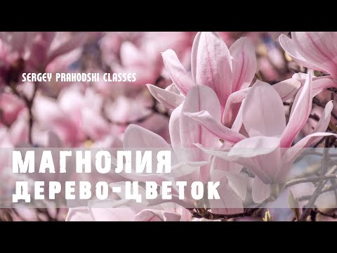 Видео: САМОЕ КРАСИВОЕ ДЕРЕВО САДА - МАГНОЛИЯ (MAGNOLIA)