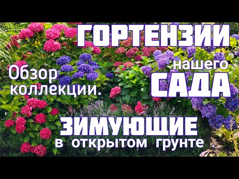 Видео: Цветение ГОРТЕНЗИЙ. Лучшие СОРТА для ОТКРЫТОГО грунта.Наш ПРЕКРАСНЫЙ САД. Обзор-прогулка 5 августа.