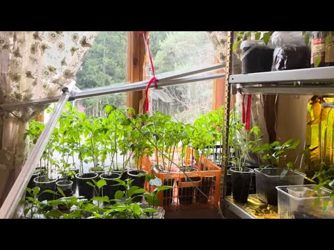 Видео: Что делать с замученной вымученной рассадой томатов