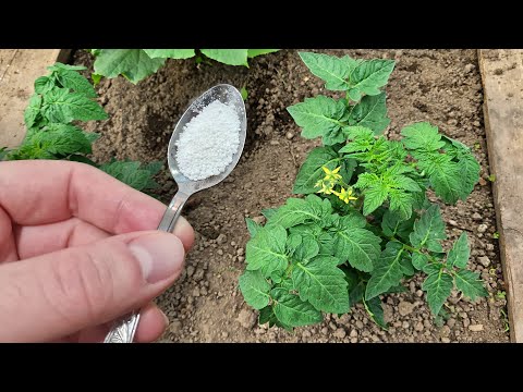 Видео: 1 Ложка под ТОМАТЫ и будете собирать урожай вёдрами раньше срока тоннами! Заплодоносят как бешеные