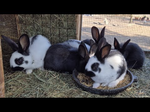 Видео: СОДЕРЖАНИЕ КРОЛИКОВ🐇РАЗВЕДЕНИЕ КРОЛИКОВ🐇🐰🐰🐇🐰