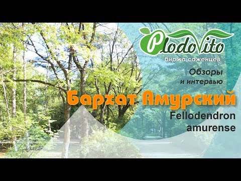 Видео: Бархат Амурский I Fellodendron amurense