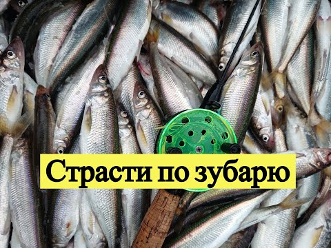 Видео: Страсти по зубарю! Три рыбалки в одном ролике