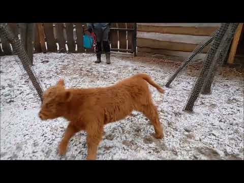 Видео: Леона после кормления погуляла по вольеру и пошла в домик 05.11.2025