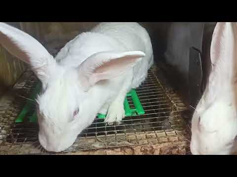 Видео: Обзор минифермача...тел:931853805