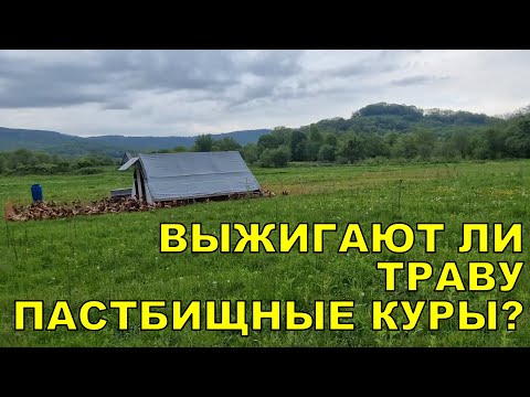 Видео: Выжигают ли траву пастбищные куры?