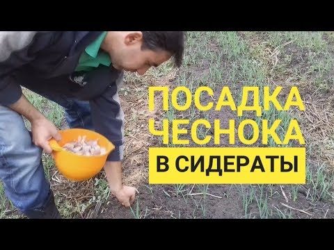 Видео: Посадка озимого чеснока в сидераты (укр.)