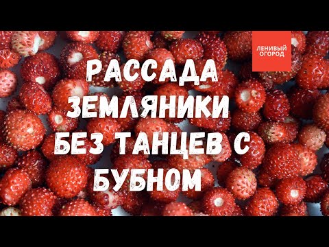 Видео: Посев земляники | Когда сеять землянику на рассаду | Выращивание земляники из семян | Сорт земляники