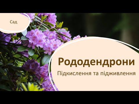 Видео: Як підкислювати та підживлювати рододендрони