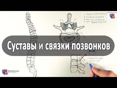 Видео: Суставы и связки позвонков (соединения позвонков) - meduniver.com
