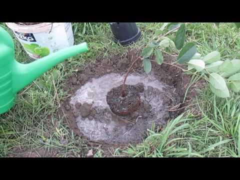 Видео: Посадка ирги канадской