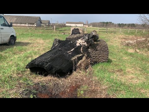 Видео: Oak from HELL. Дуб из АДА