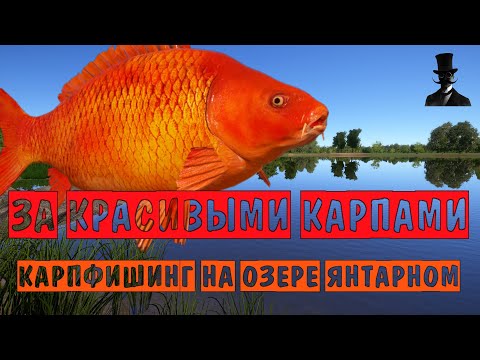 Видео: Карпфишинг на озере Янтарном. За красивыми карпами. Русская Рыбалка 4.
