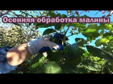 Видео: Осенняя обработка летней и ремонтантной малины