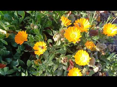 Видео: Недооценённые цветы. Красота в обычном.