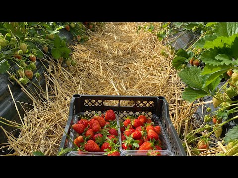 Видео: Самый вкусный нсд сорт клубники  Ания краткое описание