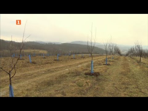 Видео: Пролетна резитба в градините, "Бразди" – 05.03.2022 по БНТ