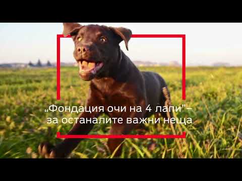 Видео: Purina® Bulgaria и Фондация "Очи на четири лапи"