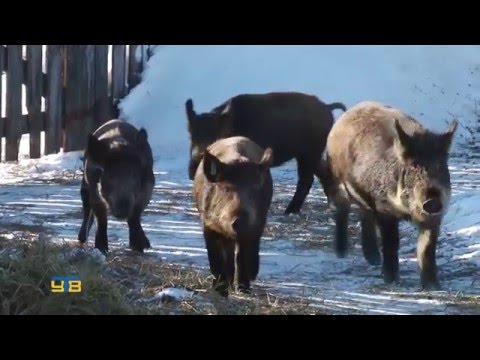 Видео: Нестандартное личное подсобное хозяйство Красноперовых