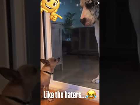 Видео: Хейтерюши 💯🤣