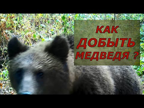 Видео: Как добыть медведя? 10 важных советов охотнику!