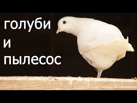 Видео: ПЫЛЬ- ВРАГ ГОЛУБЕЙ. Убираемся в питомнике